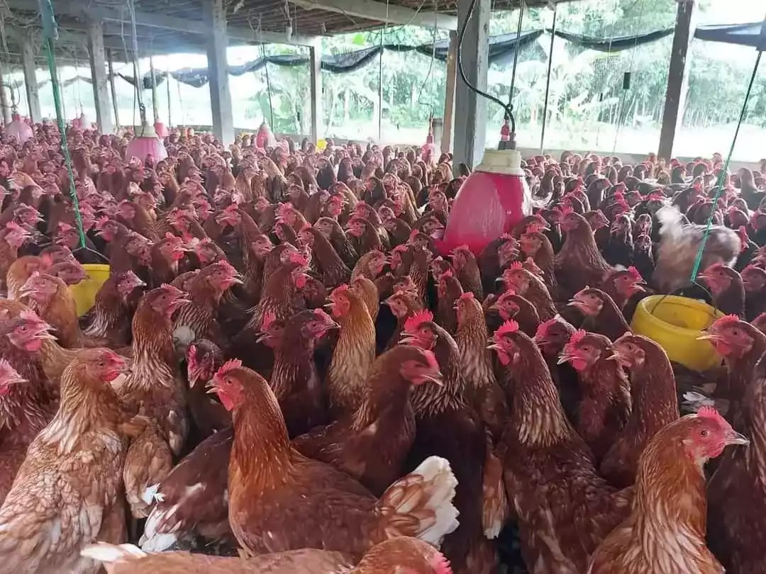 Pullet Ayam Petelur