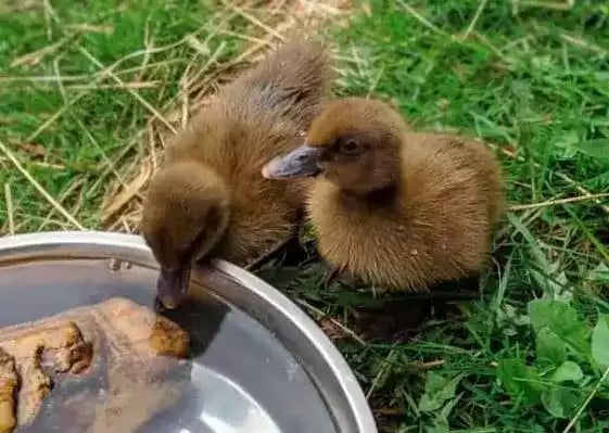 DOD Bebek Khaki Campbell