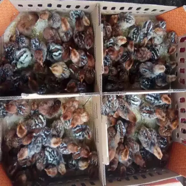 DOC Ayam Arab Petelur