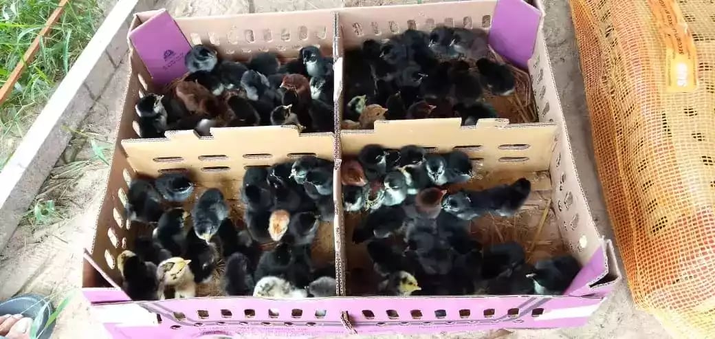 DOC Ayam Kub Mandiri