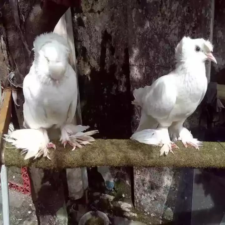 Burung Merpati Dobel Cap