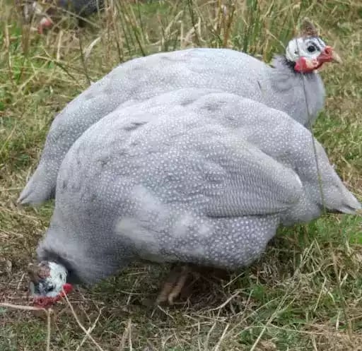 Ayam Mutiara Lavender (Silver)