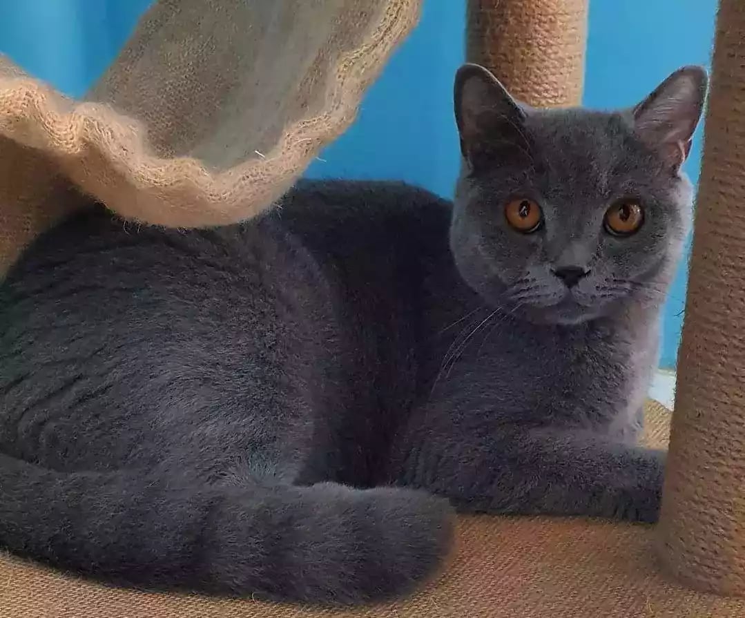 Kucing British Short Hair