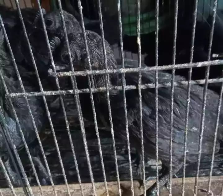 Ayam Cemani Lidah Hitam