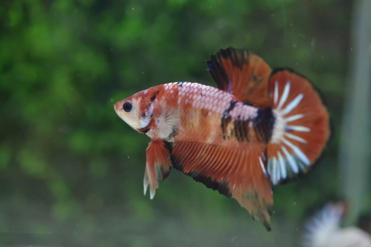 Ikan Cupang Plakat Orange