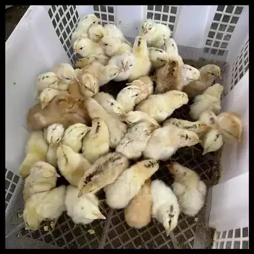 DOC Ayam Elba