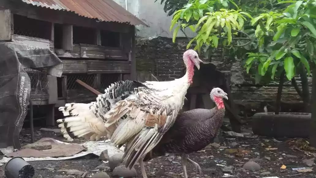 Kalkun Golden Palm