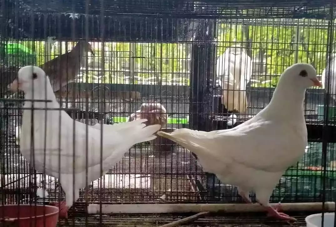 Burung Merpati Jerman GBH