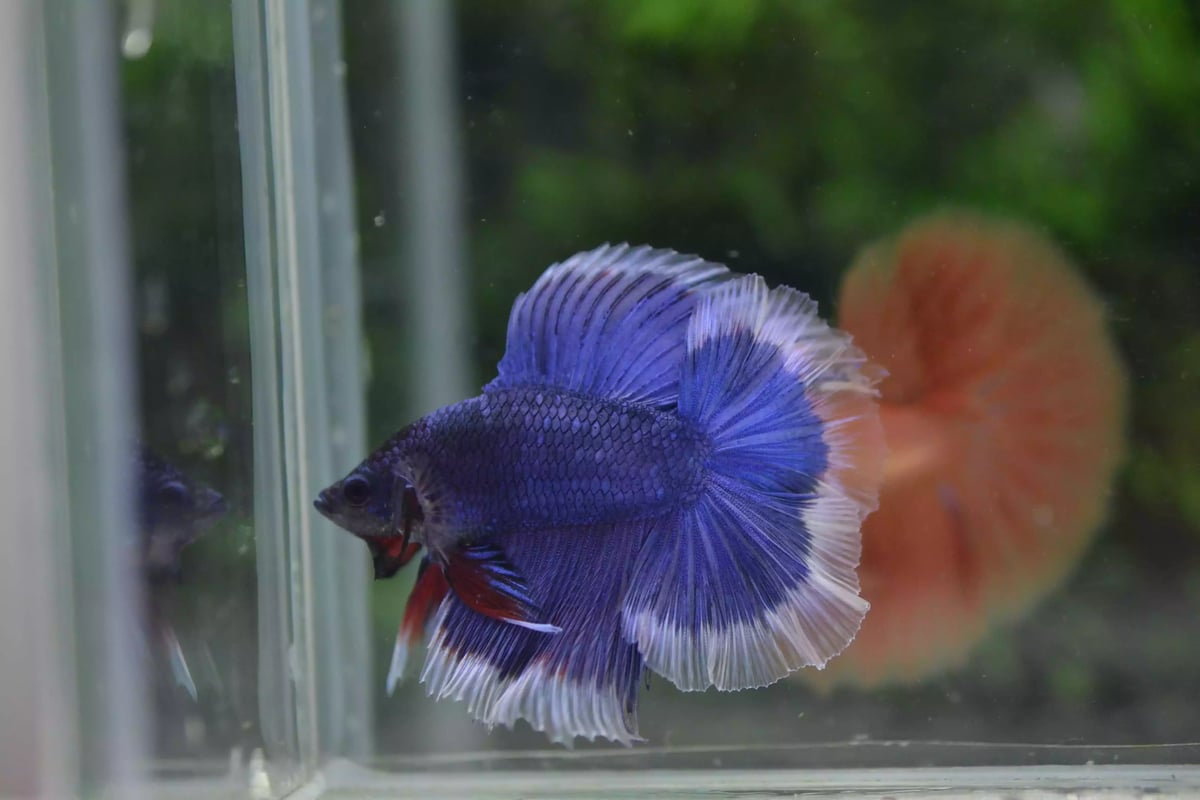 Ikan Cupang Halfmoon Double Tail