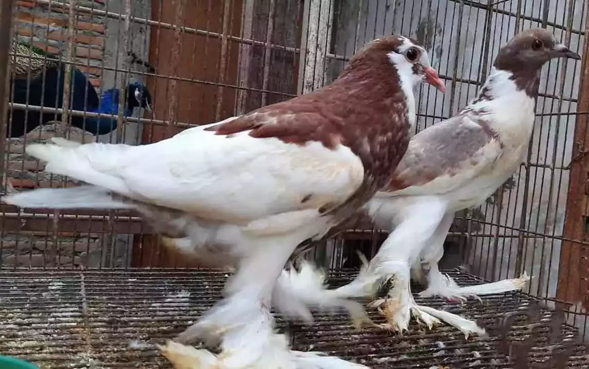 Burung Merpati Gondok