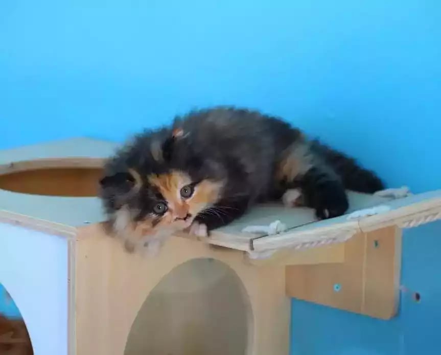 Kucing Persia Calico