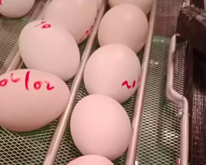 Telur Ayam Ketawa