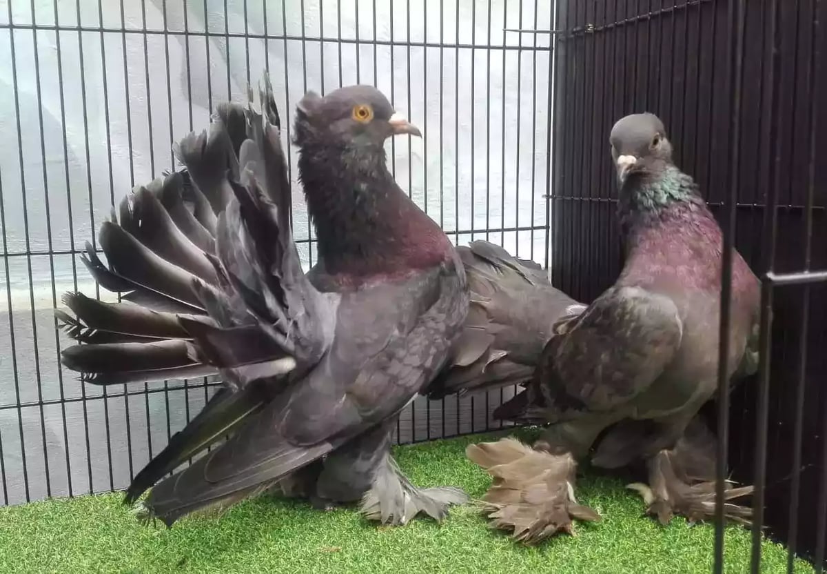 Burung Merpati Kipas