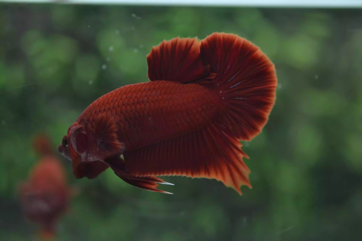 Ikan Cupang Plakat Super Red