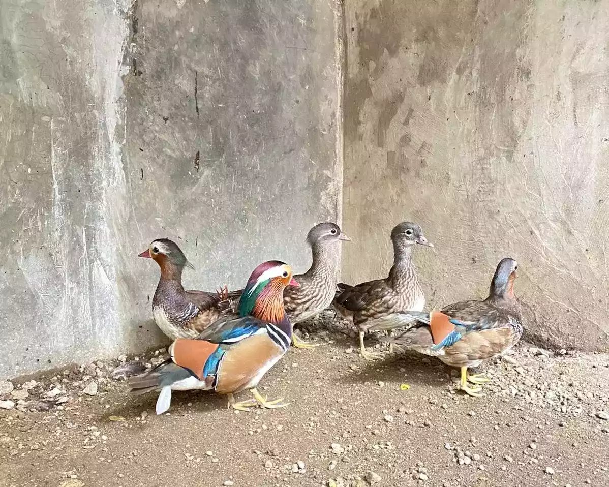 Bebek Mandarin