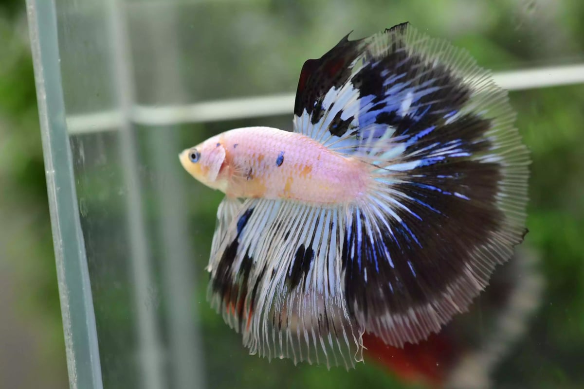 Ikan Cupang Halfmoon Marble