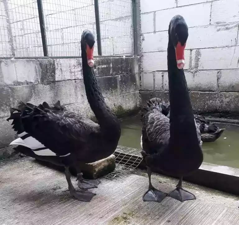 Angsa Black Swan