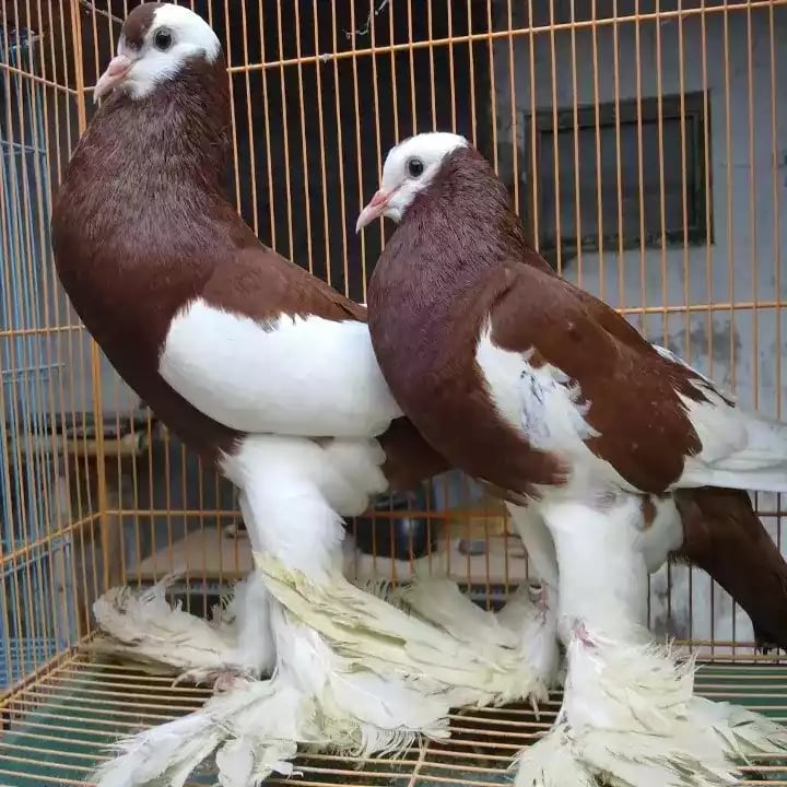 Burung Merpati Gondok