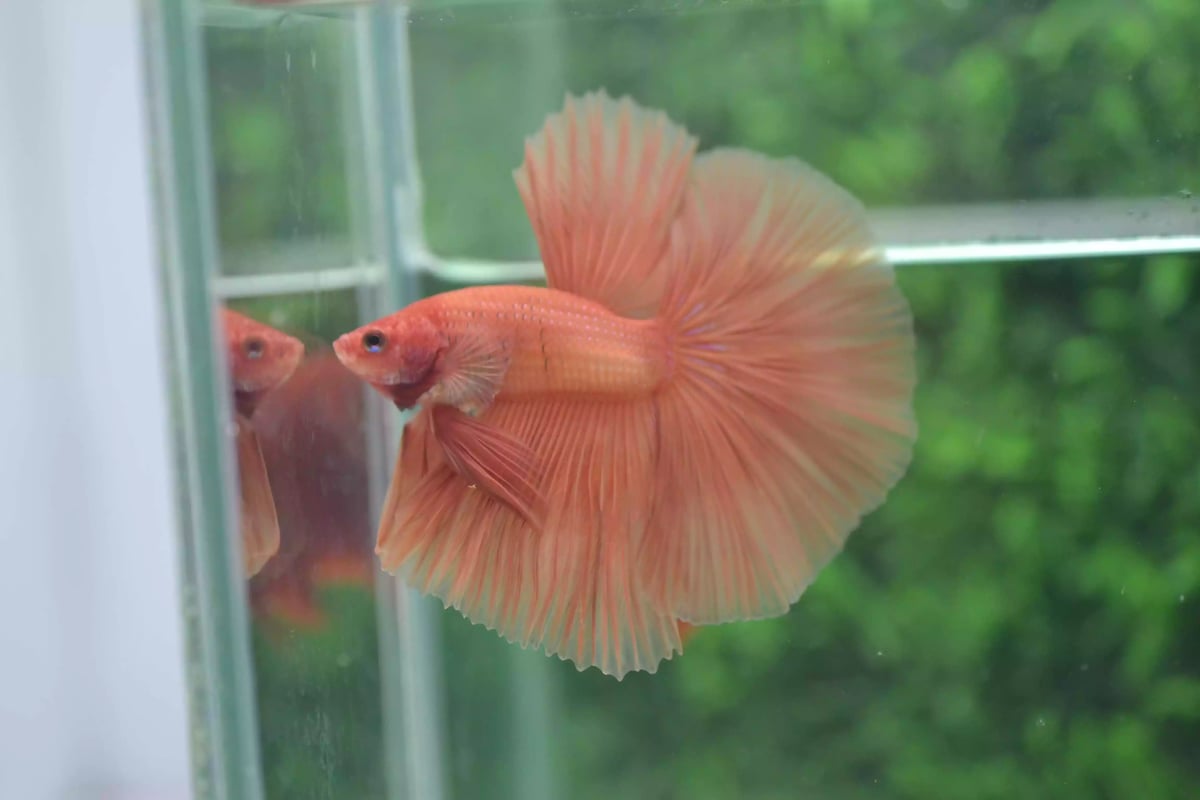 Ikan Cupang Halfmoon Orange