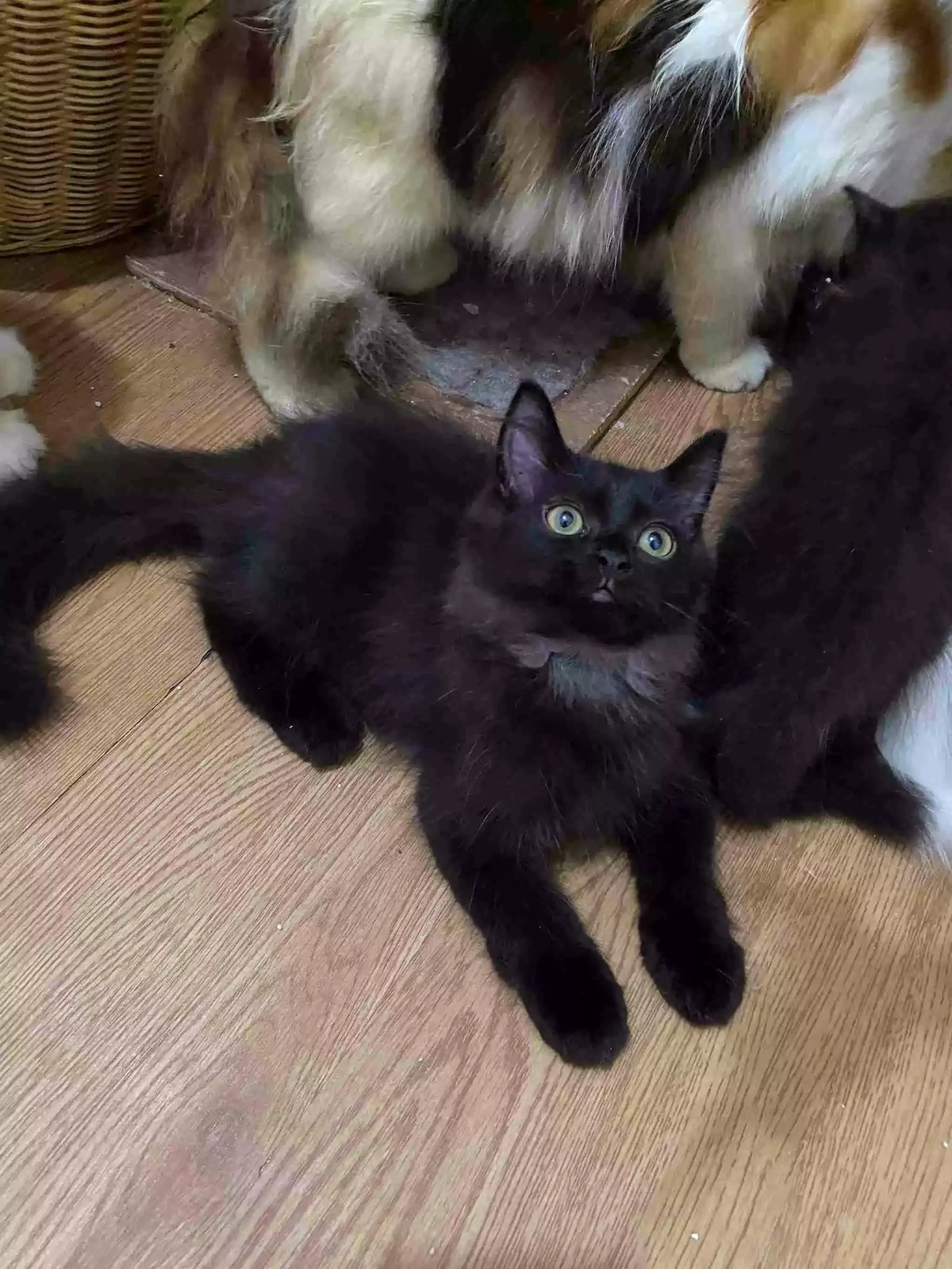 Kucing Persia Hitam Smoke Gelap Bulu Lebat Aktif