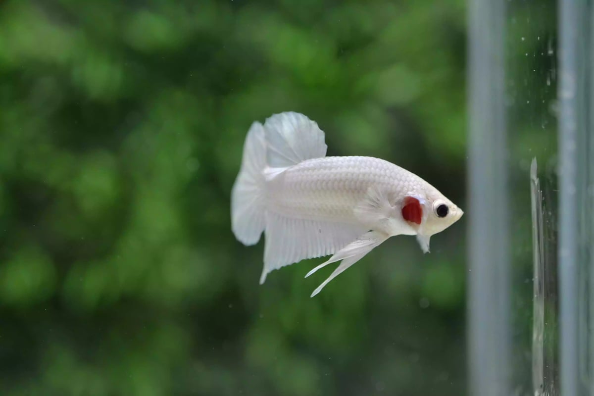 Ikan Cupang Plakat Platinum