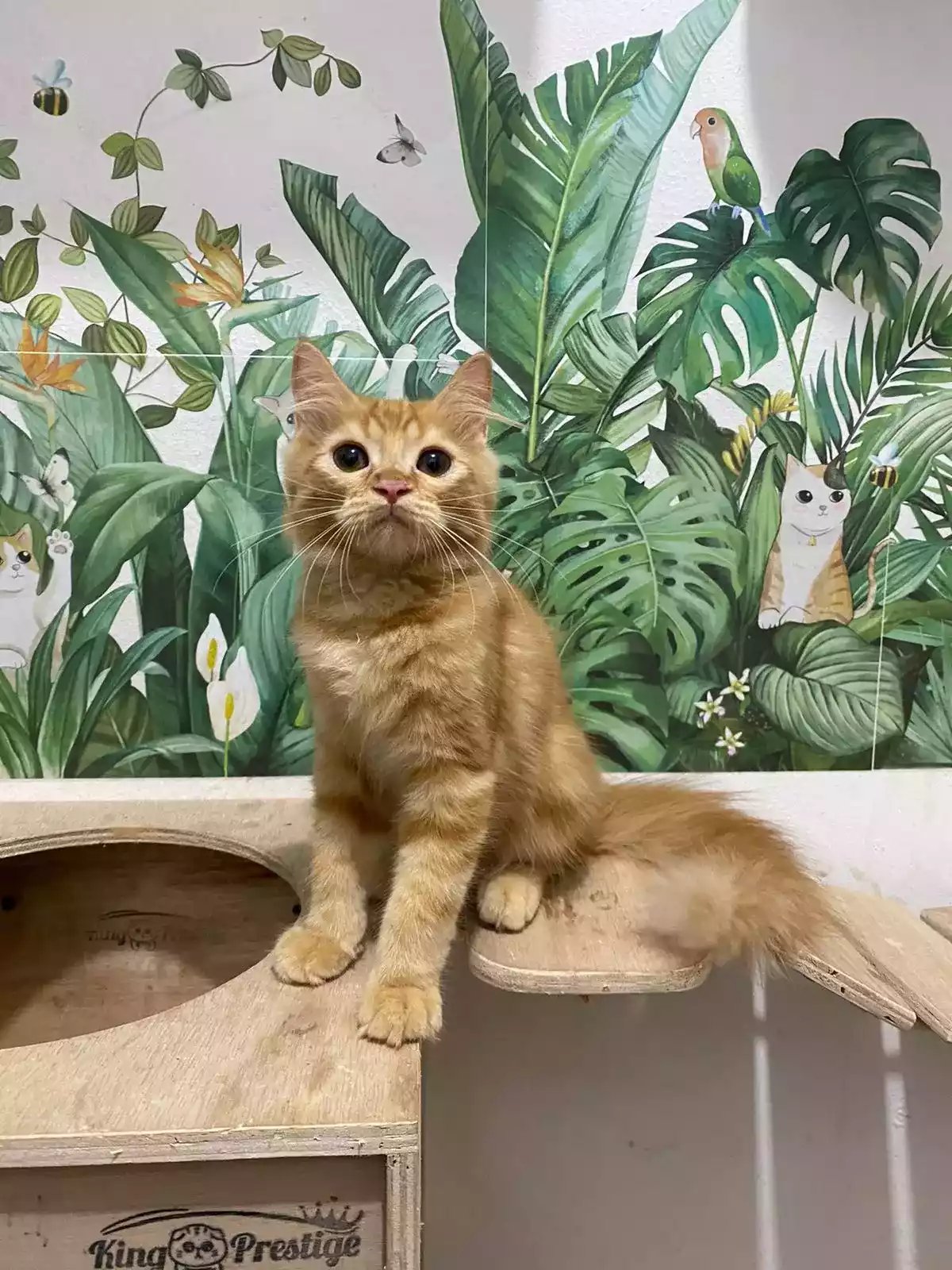 Kucing Persia Oren Belang Bersih Sehat Bulu Lebat Aktif