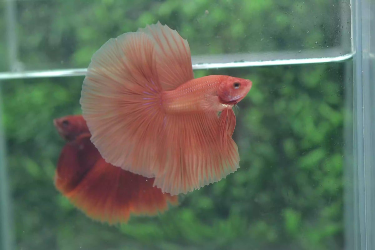 Ikan Cupang Halfmoon Orange