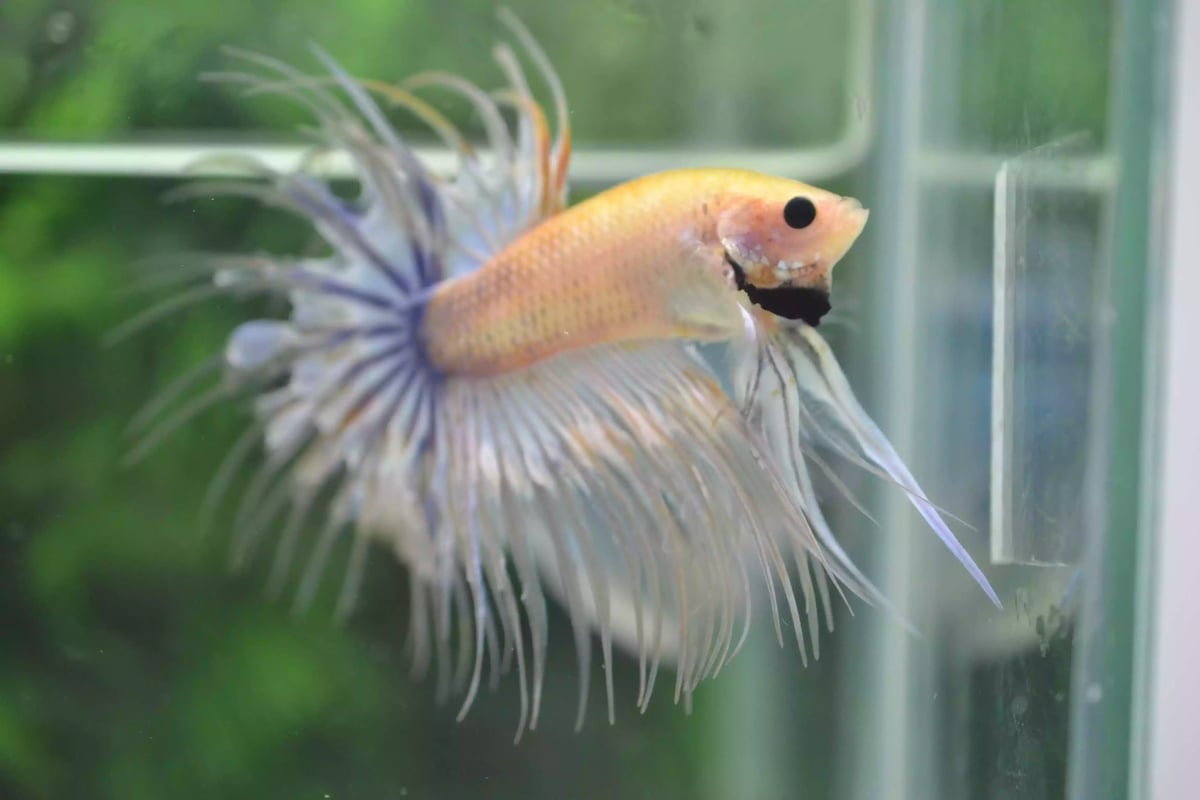 Ikan Cupang Crowntail Marble