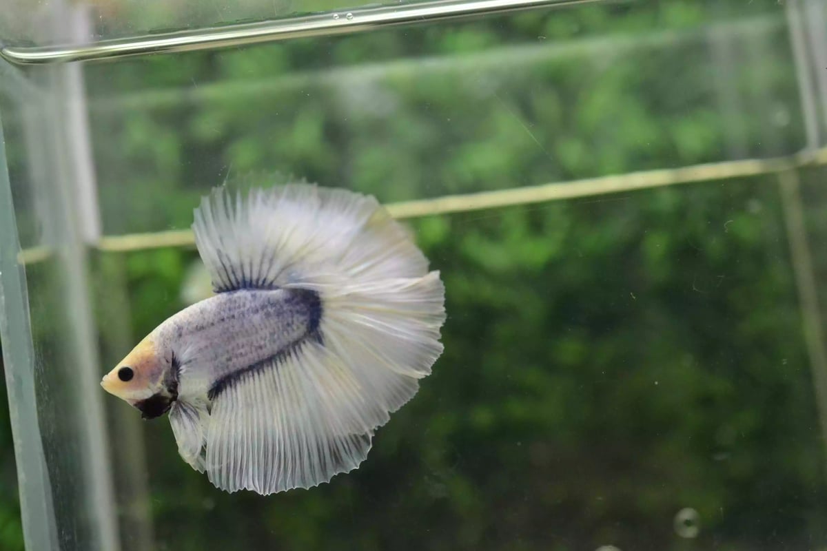 Ikan Cupang Halfmoon Grizle