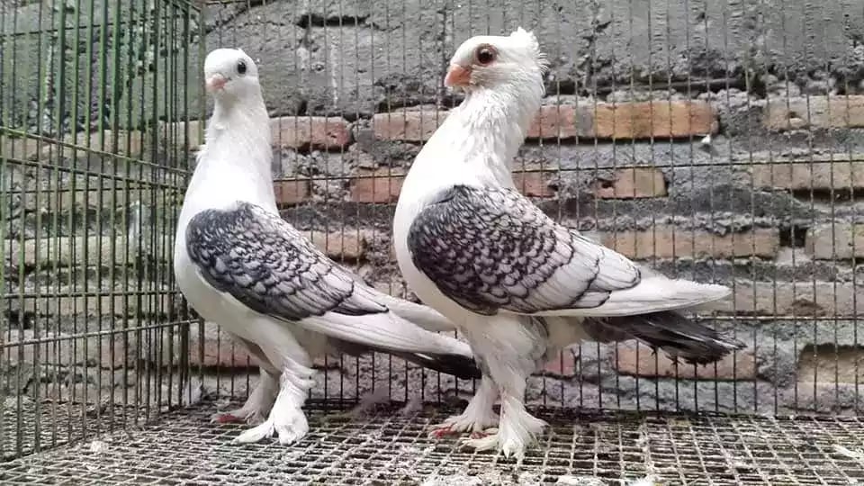 Burung Merpati Sattinet