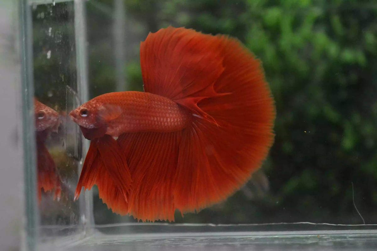 Ikan Cupang Halfmoon Red