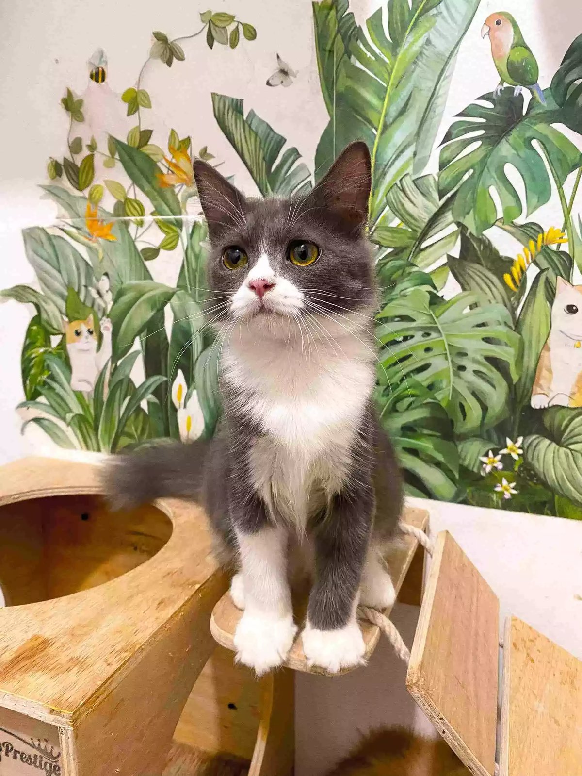 Kucing Persia Abu-abu Putih Lucu Aktif Bulu Lebat