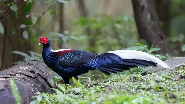 Swinhoes Pheasant