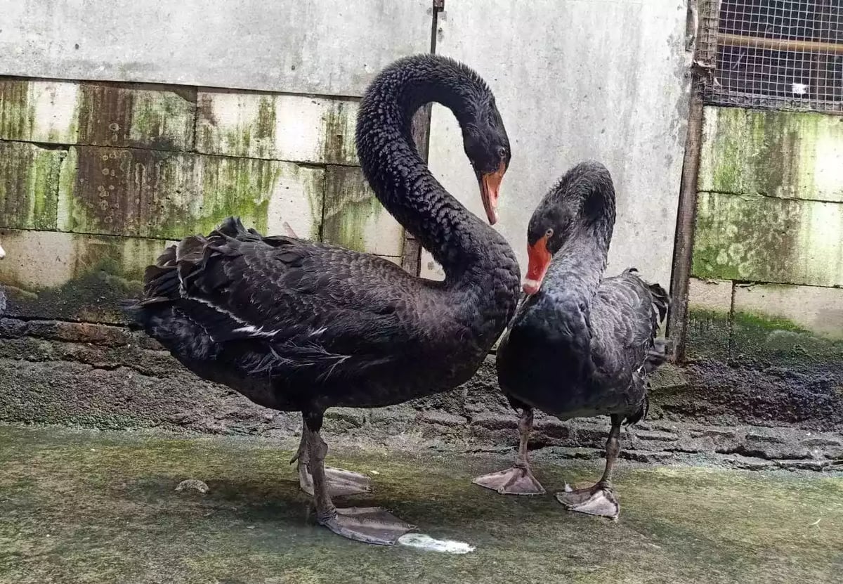 Angsa Black Swan