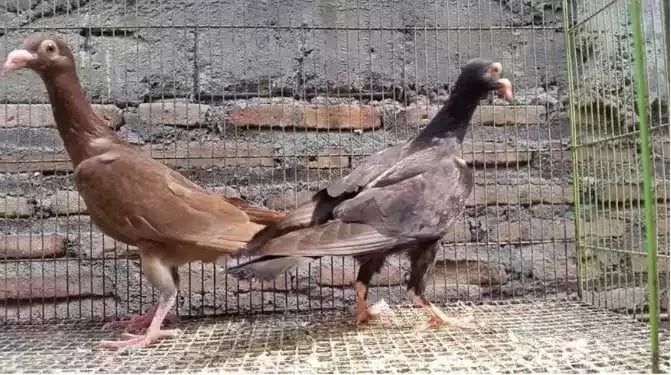 Burung Merpati English Carrier