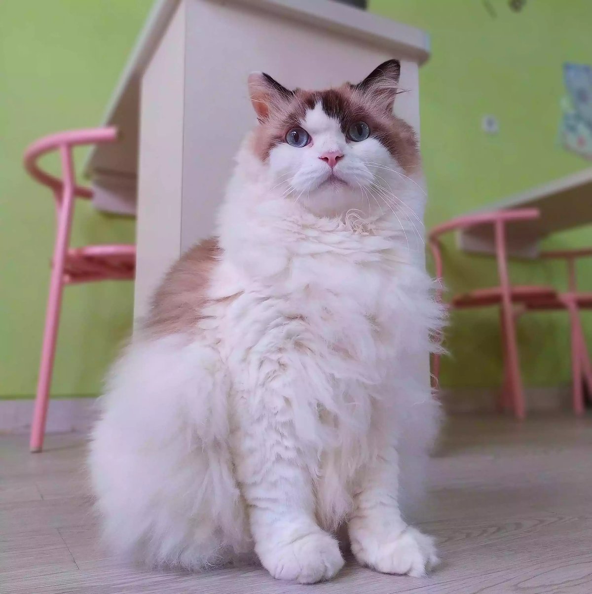 Kucing Ragdoll
