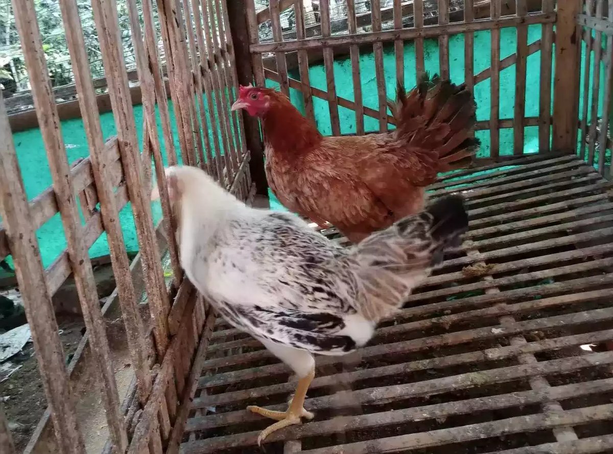 Ayam Elba Dewasa