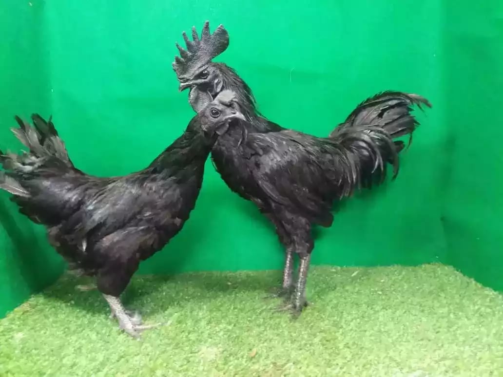 Ayam Cemani