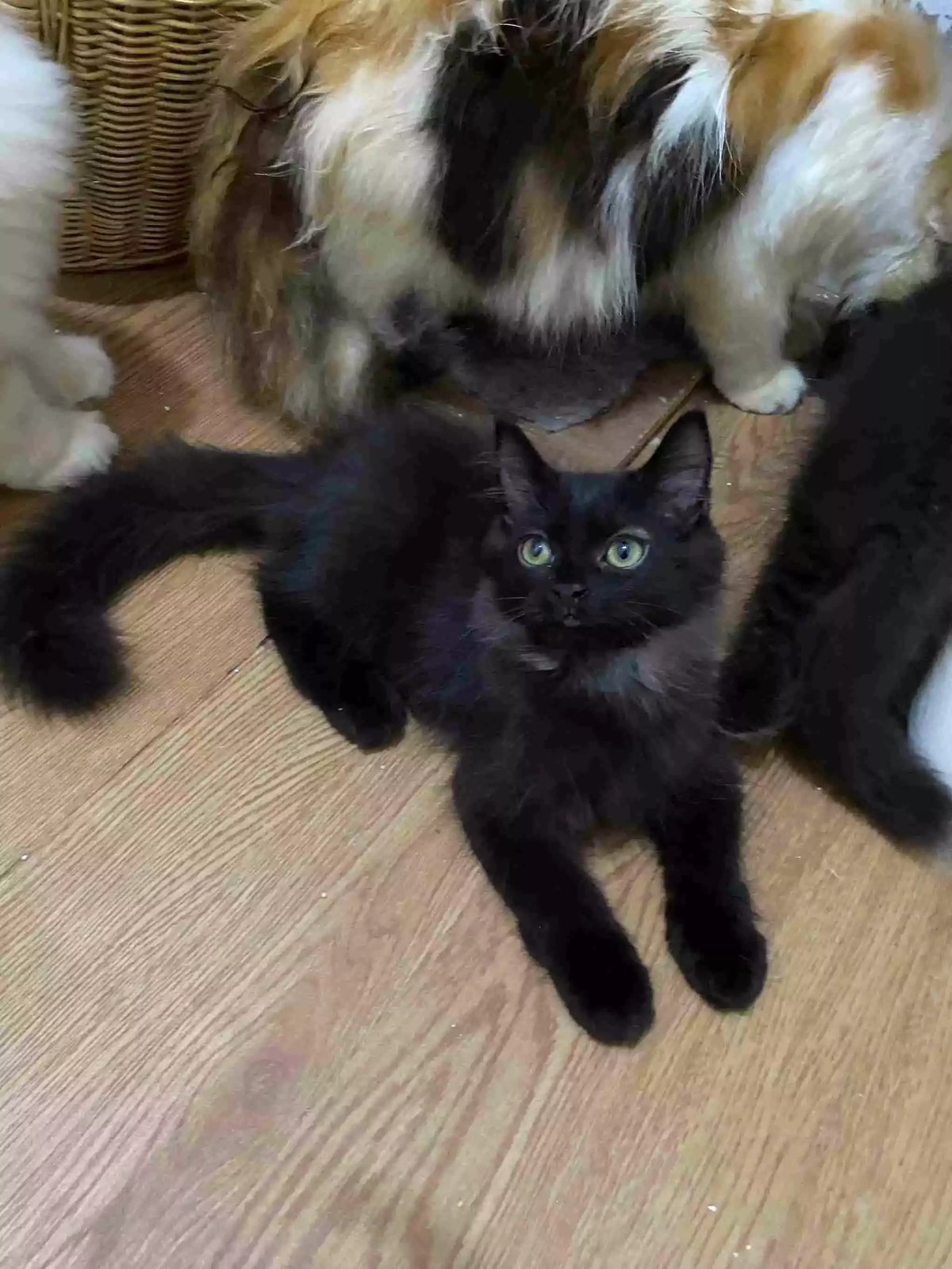 Kucing Persia Hitam Smoke Gelap Bulu Lebat Aktif