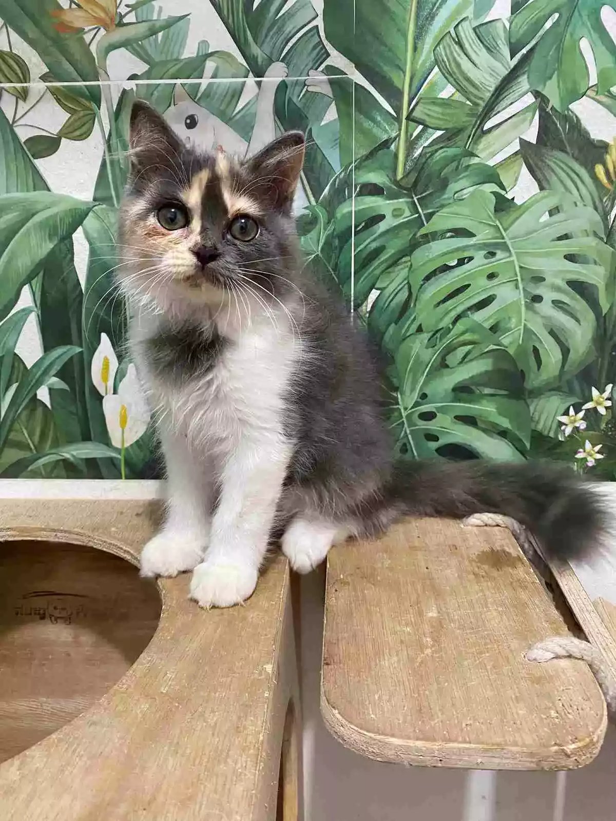 Kucing Persia Calico Bulu Lebat Aktif Lincah