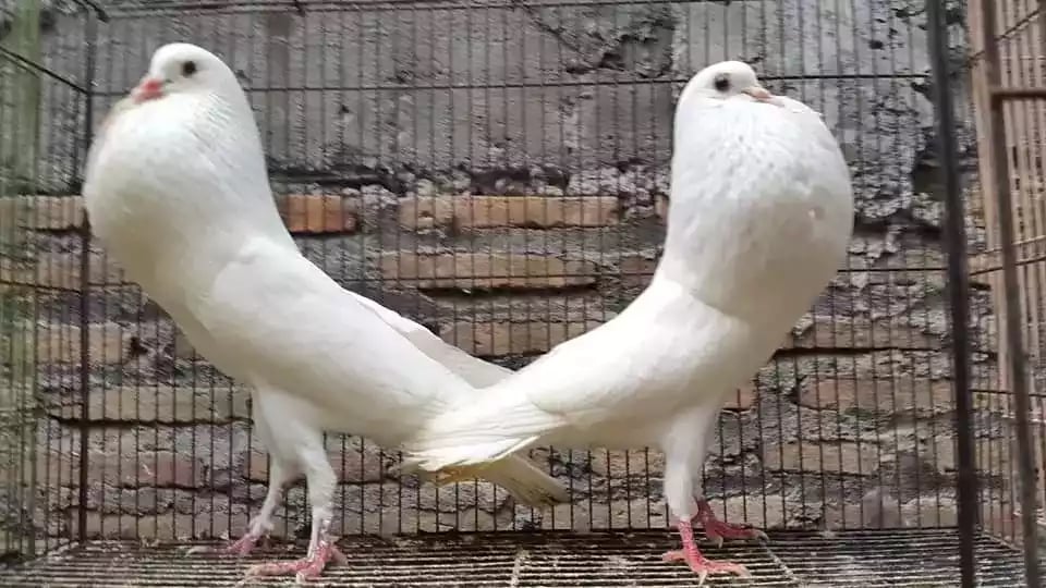 Burung Merpati Gondok