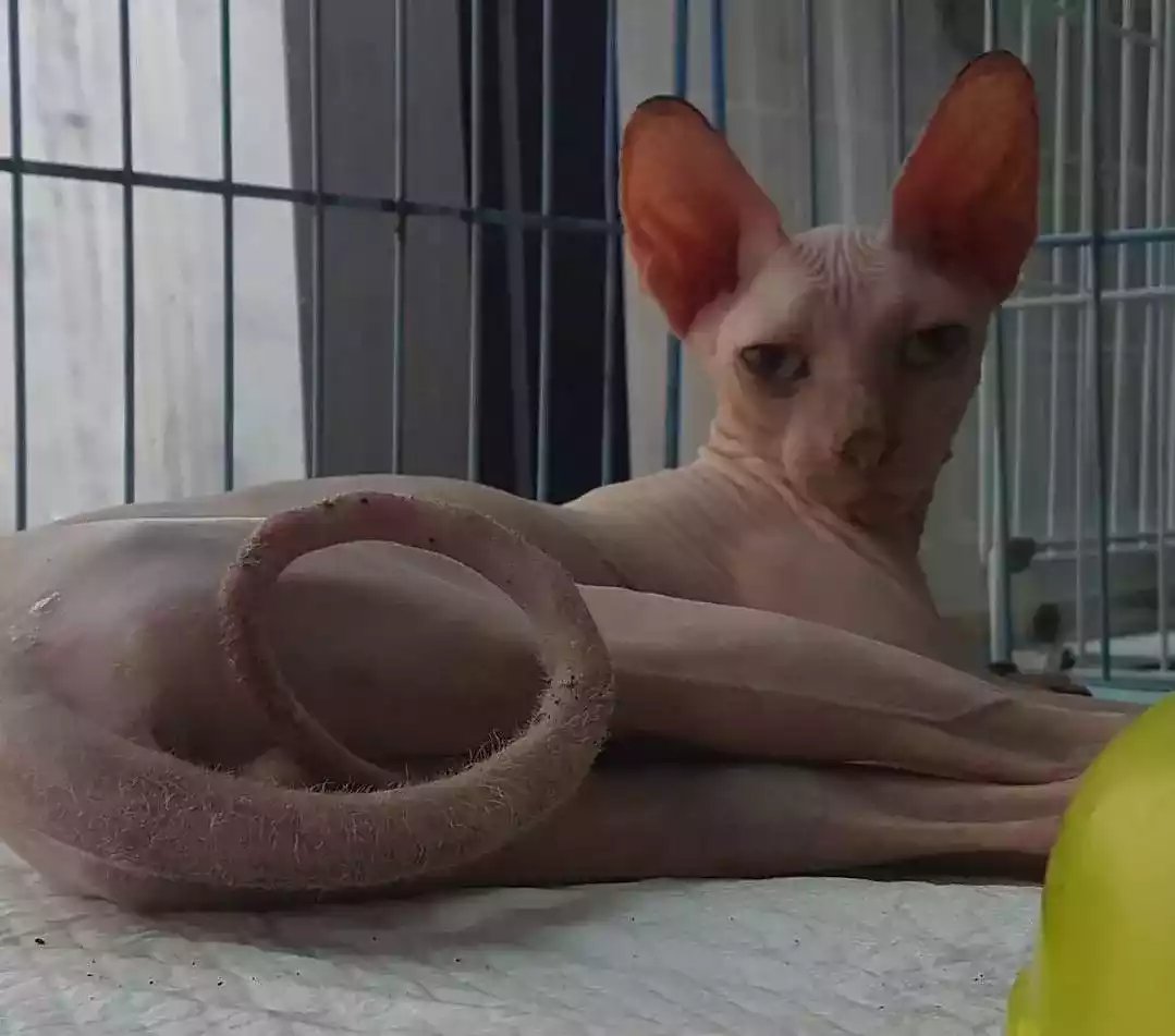 Kucing Sphynx