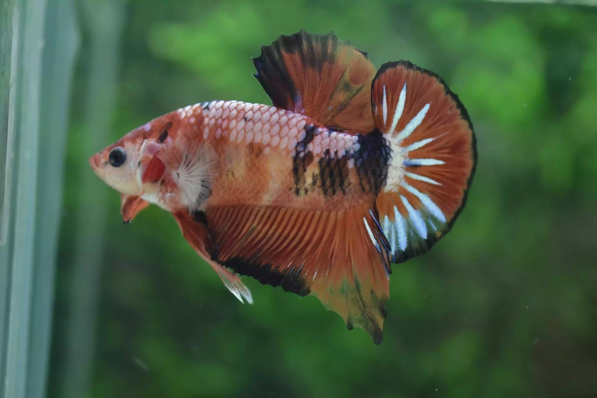 Ikan Cupang Plakat Orange