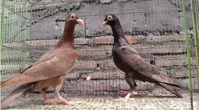 Burung Merpati English Carrier