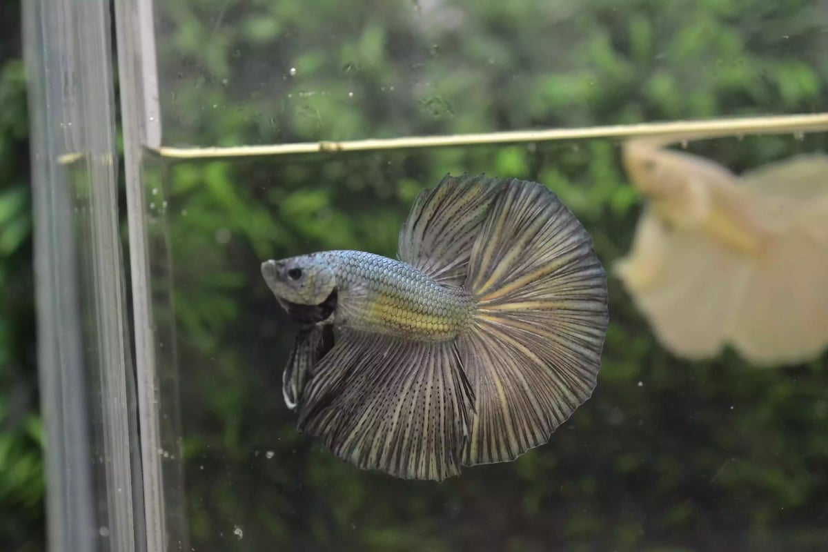 Ikan Cupang Halfmoon Copper