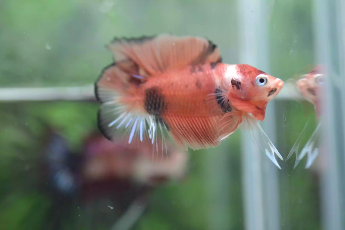 Ikan Cupang Plakat Double Tail Nemo