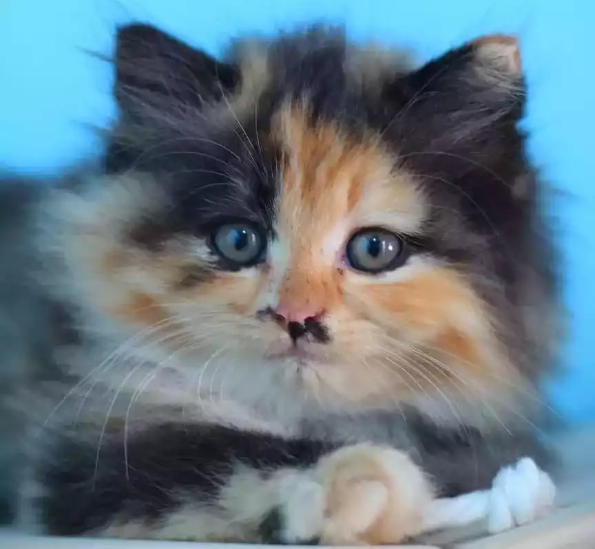 Kucing Persia Calico