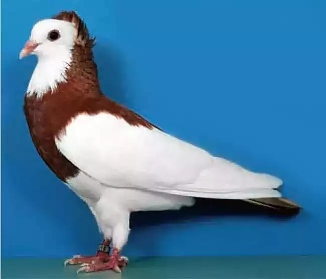 Burung Merpati Capucin