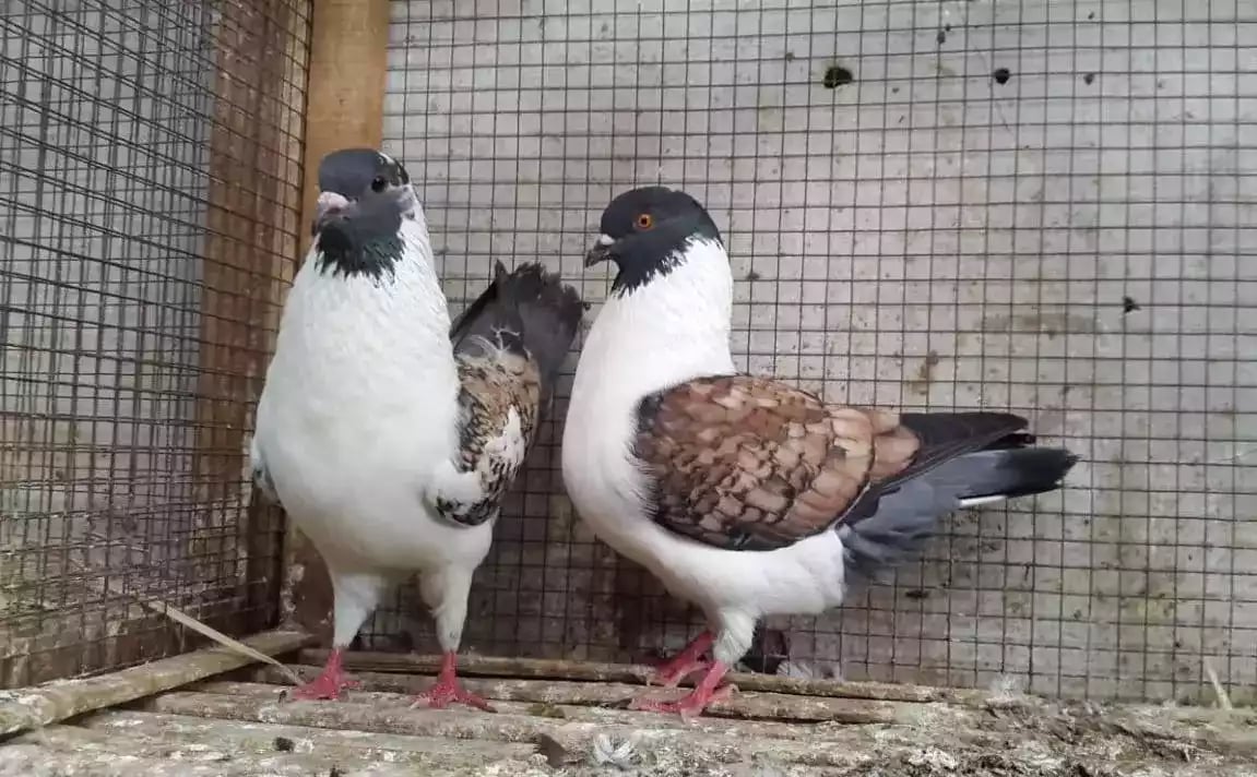 Burung Merpati Modena Batik