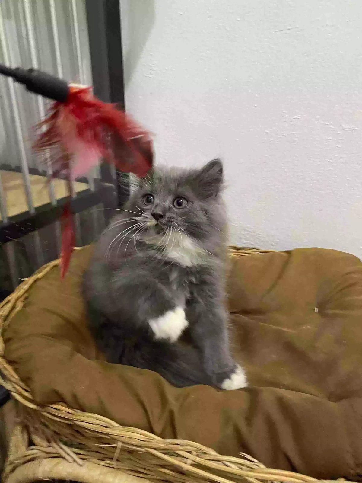 Kucing Persia Abu Abu Putih Gelap Bulu Lebat Aktif